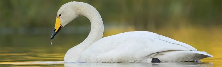 I gyldent lys ses en sangsvane på en sø. En dråbe vand drypper fra dens næb.
