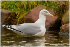 Sølvmåge
