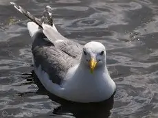 Kaspisk måge