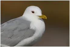 Stormmåge