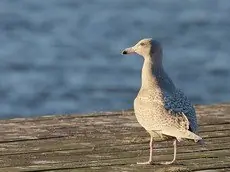 Gråmåge