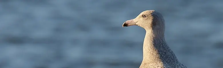 Gråmåge. Står på en badebro. Helt gråmeleret fjerdragt, inklusive vinger og vingespidser. Næbspidsen er dog sort.