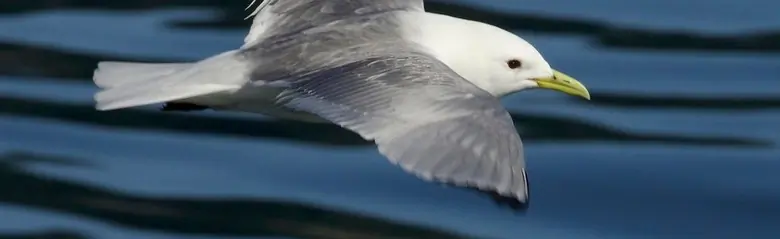 Ride. Flyver over vand. Oversiden af vingerne er grå, men vingespidserne er helt sorte. Fødderne er sorte, og næbbet er gult.