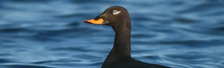 En fløjlsand ligger lavt i vandet. Fuglens lyse øje ser direkte ind i kameraet.