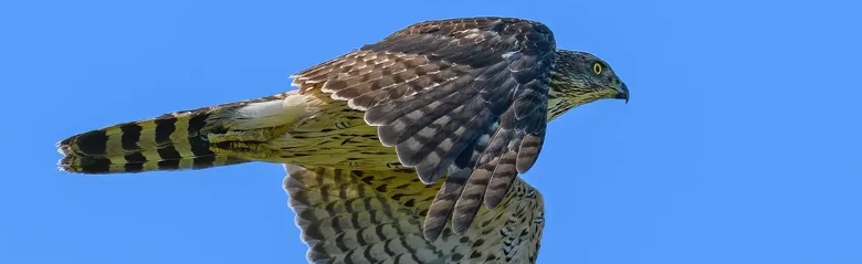 Duehøg. Flyvende med blå himmel. Tværstribet underside, mørkegrå overside. Flyver i en retning mod højre.