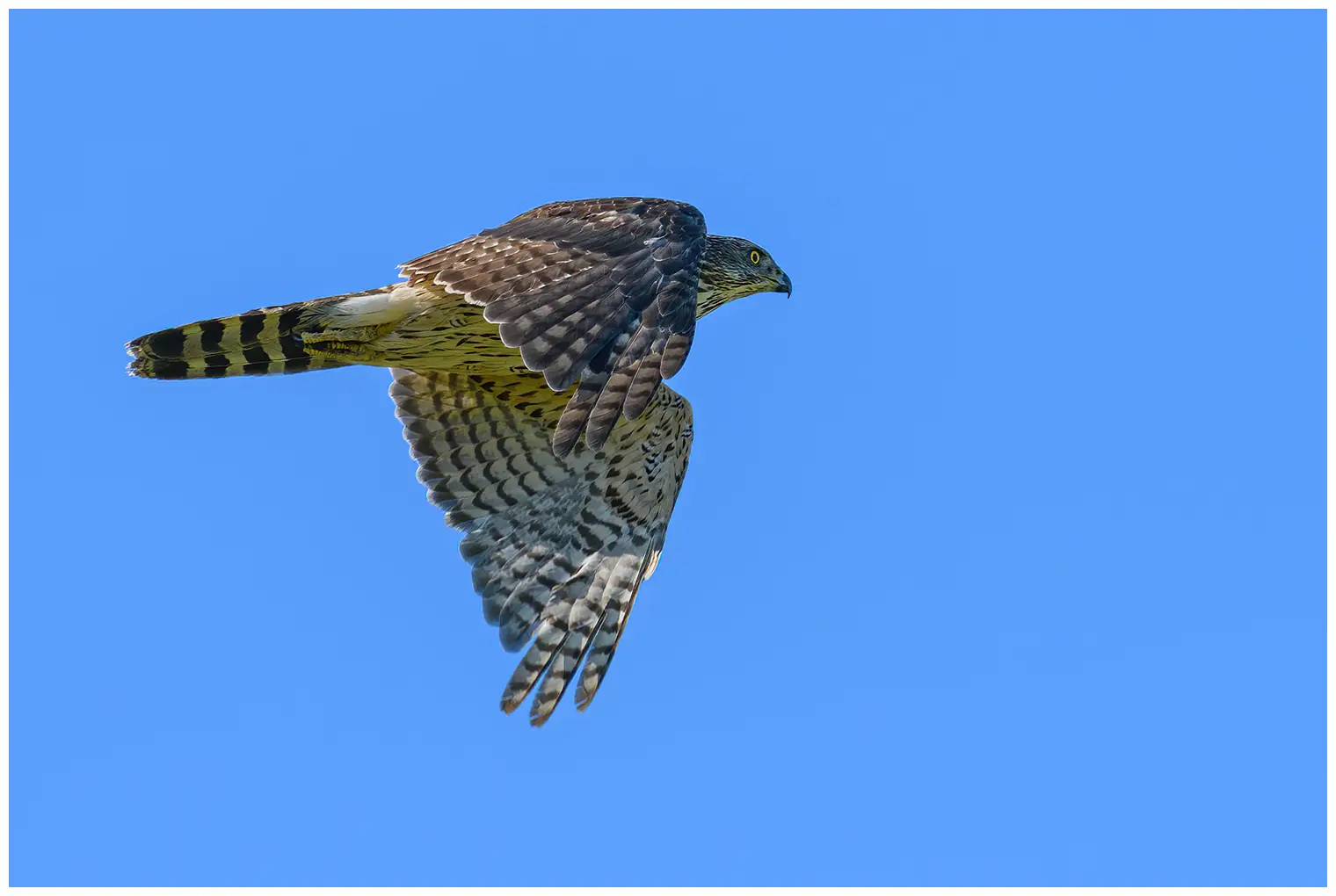 Duehøg. Flyvende med blå himmel. Tværstribet underside, mørkegrå overside. Flyver i en retning mod højre.