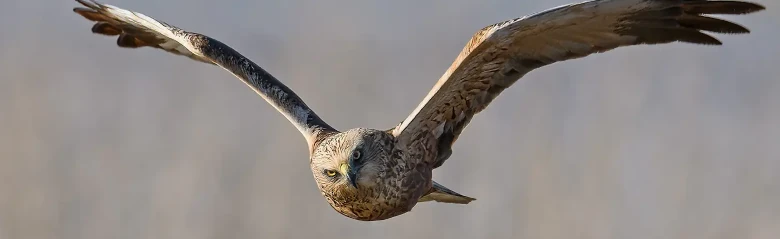 Rørhøg. Her ses den forfra, mens den svæver over en rørskov. Den flyver ofte lavt over rørsumpe på jagt efter bytte.