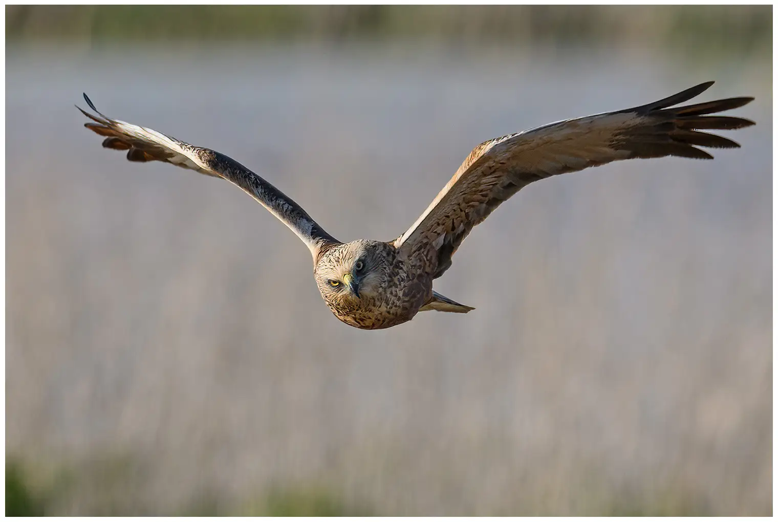 Rørhøg. Her ses den forfra, mens den svæver over en rørskov. Den flyver ofte lavt over rørsumpe på jagt efter bytte.