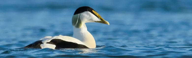 En ederfugl på vandet med en helt sløret baggrund. Det er en han med grønt baghoved.