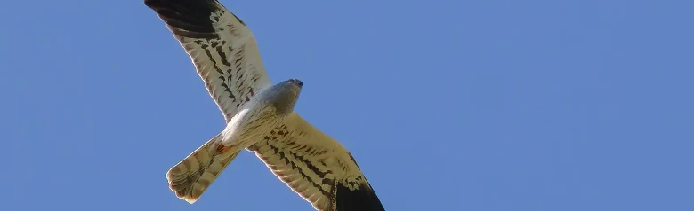 Hedehøg. Her ses den svæve mod en blå himmel. Hannen på billedet er lys sølvgrå med sorte vingespidser.