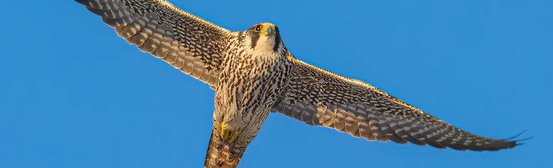 Vandrefalk. Her ses den svæve mod en blå himmel. Fuglens underside er stribet i længderetningen, hvilket indikerer, at det er en ungfugl.
