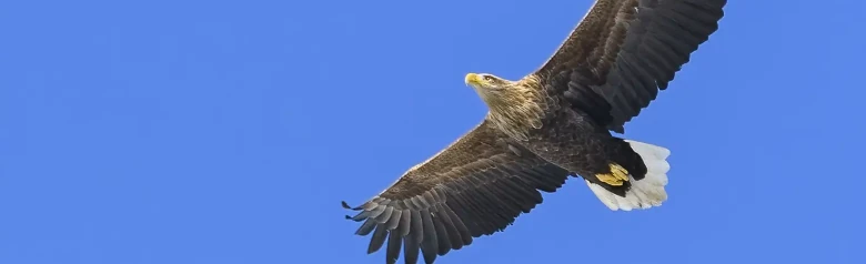 Havørn. Den svæver mod en blå himmel. Den har et stort, stærkt næb, som med alderen bliver brunt og lysegult.