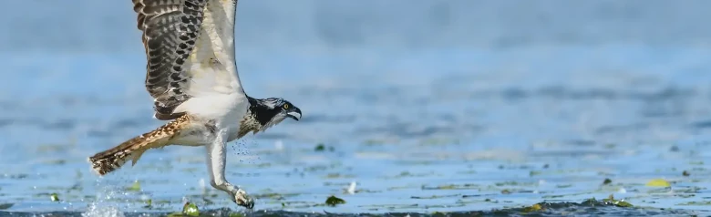 Fiskeørn. Den flyver over vandoverfladen. Det ser ud, som om den lige har fanget en fisk i vandet.