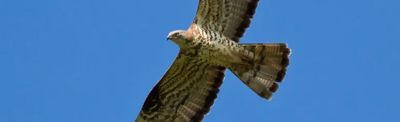 Hvepsevåge. Den svæver mod en blå himmel, og det lille duelignende hoved på den lange hals strækker sig fremad i flugten.