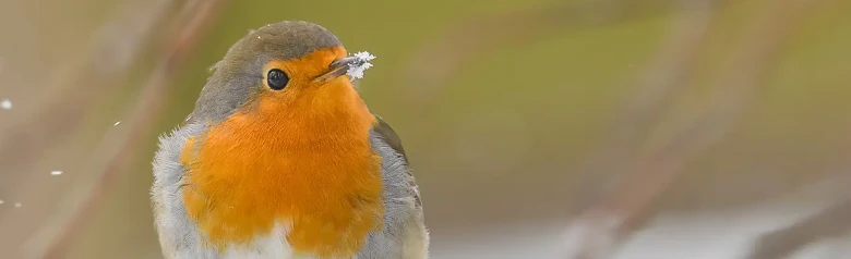 Rødhals. Vinterbillede, hvor fuglen har sne omkring næbspidsen. Det orange bryst lyser op blandt de faldende snefnug.