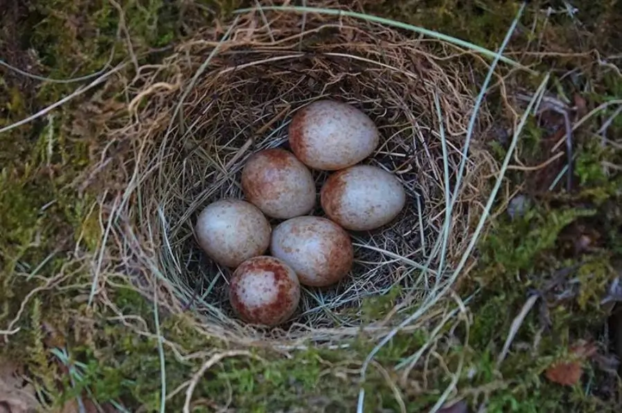 Rødhals