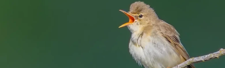 Kærsanger. Synger på en gren. Fuglens overside er brunbeige, noget varmere farvet over gumpen, og undersiden er hvidlig gulbeige.