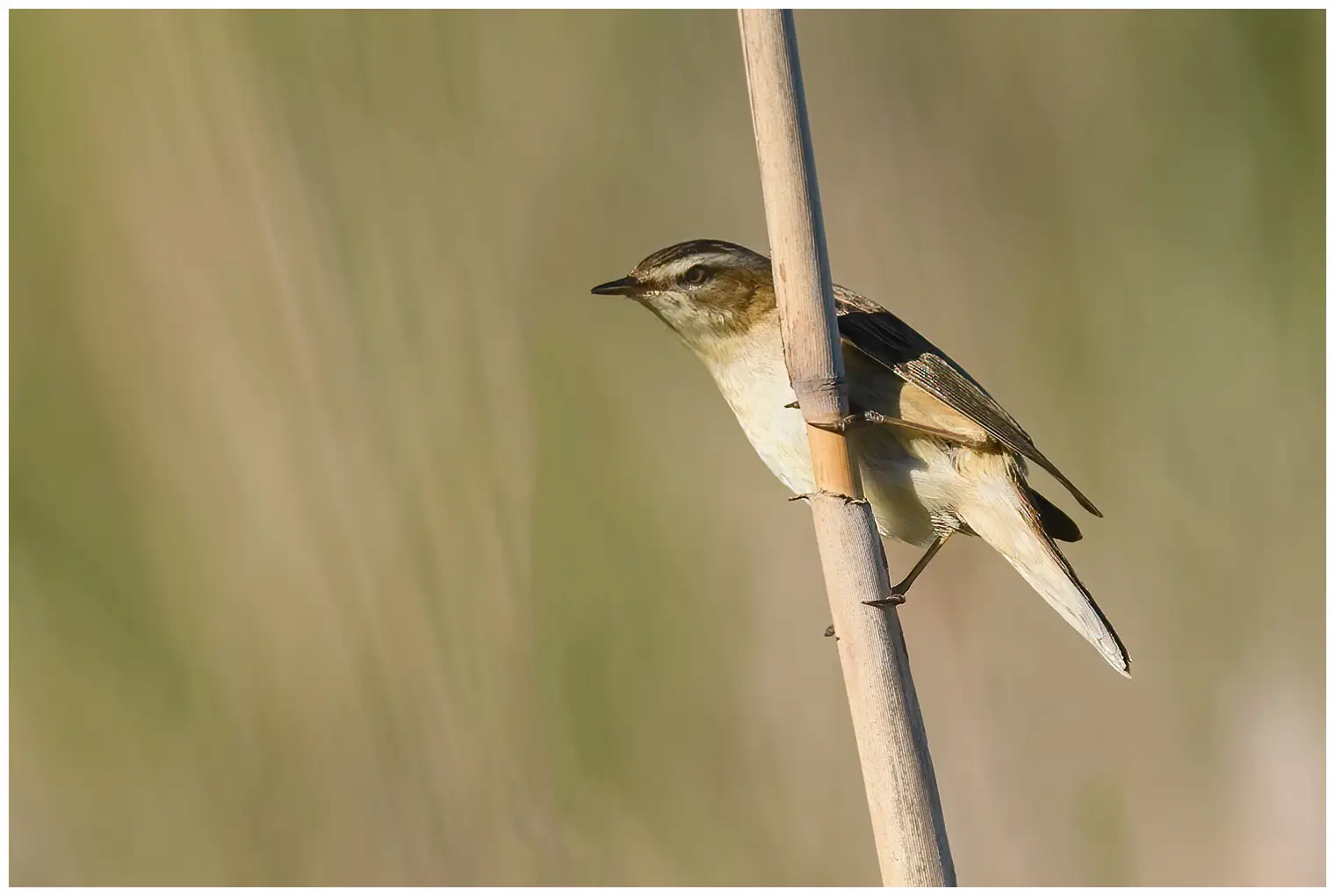 Sivsanger