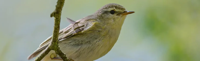 Løvsanger. (Phylloscopus trochilus) Sidder på en gren. Dens fødder griber fat i en tynd kvist.