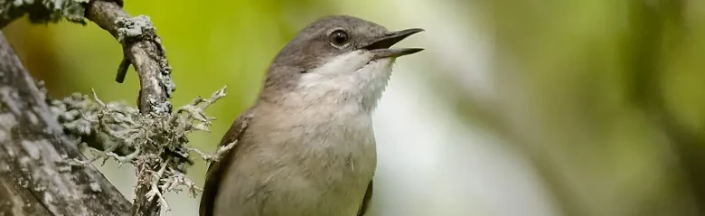 Gærdesanger. Synger på en gren. En lille, gråbrun sanger med hvid hals og mørke ben.