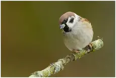 Skovspurv