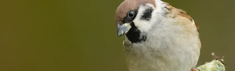 Skovspurv. Her sidder den på en gren med uskarp baggrund. Sort plet på den hvide kind og chokoladebrun kalot.
