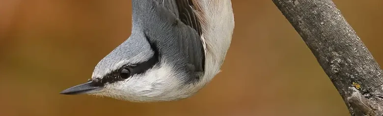 Spætmejse. Her sidder den på hovedet på en gren med hovedet nedad. Kraftigt næb, kort hale og sort øjenstribe.