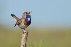 Blåhals