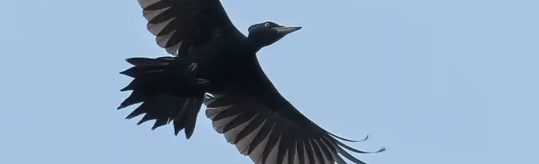 Sortspætte. Her ses den flyvende i silhuet mod en blå himmel. En kulsort fugl bortset fra en rød kalot.