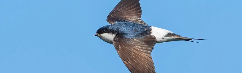 Bysvale. Her ses den i luften. Baggrunden er blå himmel. Hvid underside og hvid over gumpen. Ryggen er blåsort, mens vingerne er mørkebrune.
