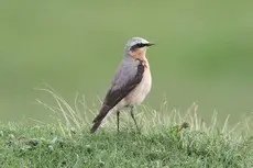 Stenpikker