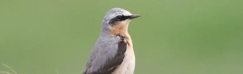 Stenpikker. Står oprejst på en græsmark. Okkerfarvet hals og bryst, bred sort øjenstribe, grå gump og ryg samt sorte vinger.
