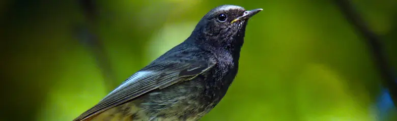 Husrødstjert. Sidder på en grenspids i skoven. En mørk fugl med rødbrun underside af halen.