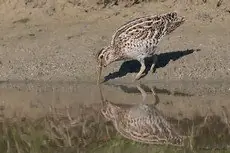Tredækker