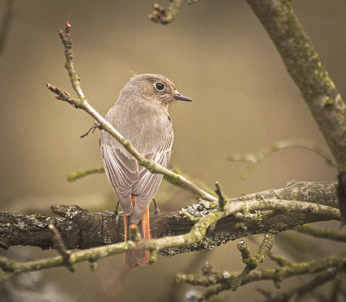 Rødstjert