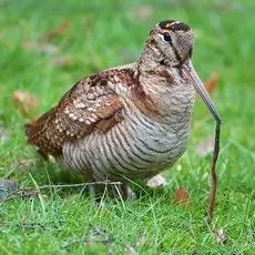 Skovsneppe