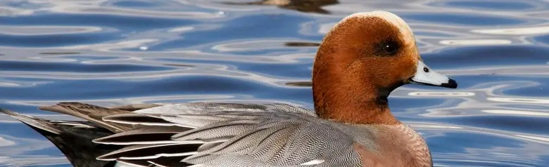 En pibeand ligger på vandet midt i en flok pibeænder.