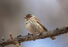 Dværgværling
