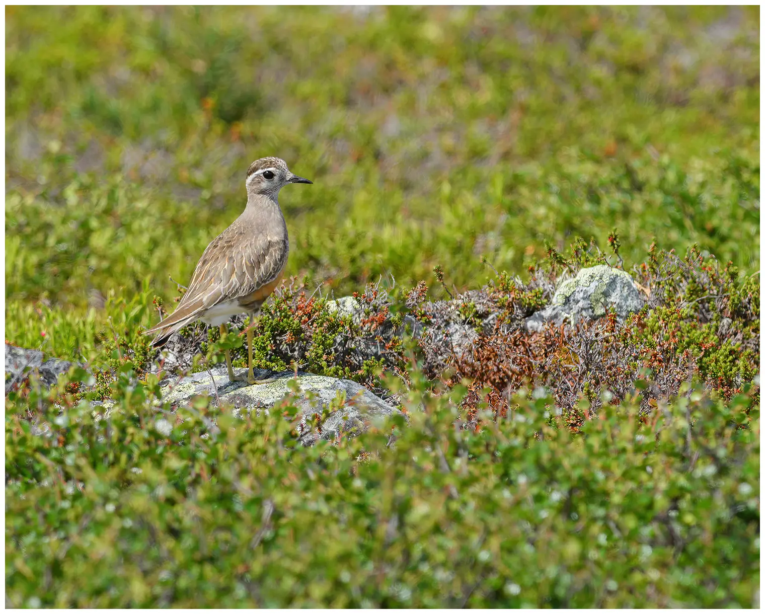 Pomeransfugl