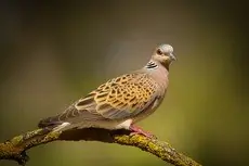 Turteldue