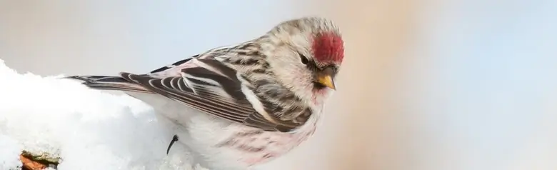 Hvidsisken. På en snedækket gren. Rød blis, mens overgumpen og brystet er svagt rosa. Spidst orange næb.