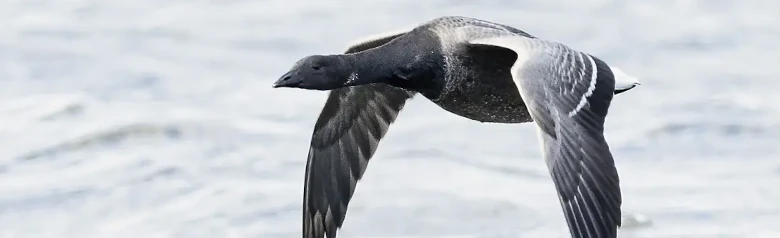 En knortegås flyver over vandoverfladen. Dens vinger er meget tæt på vandet.