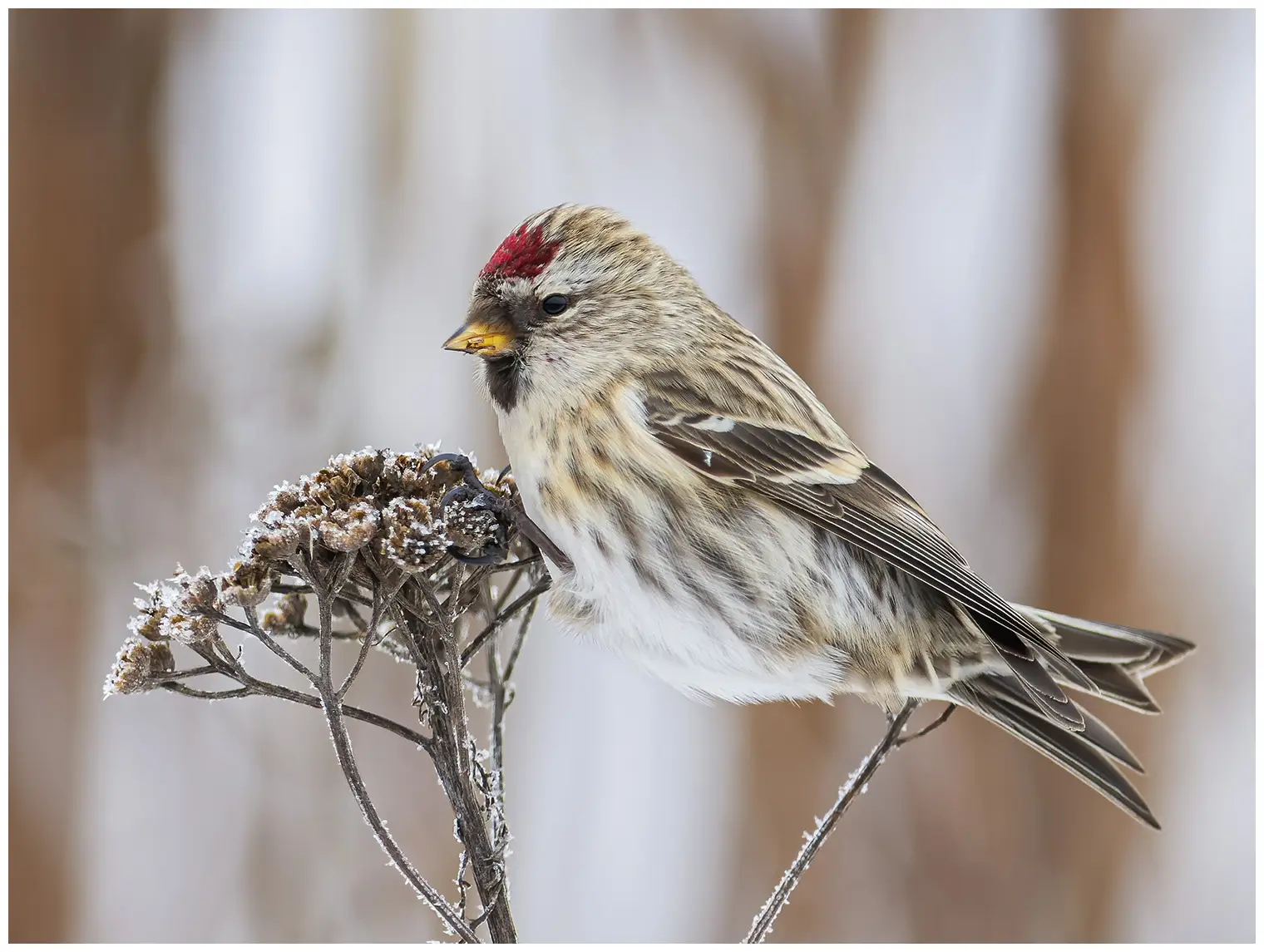 Gråsisken