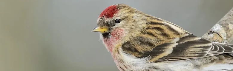 Gråsisken. Sidder på en gren. En lille, stribet finke med et kort, gult næb, sort hagesmæk og en rød plet på forsiden af hovedet.