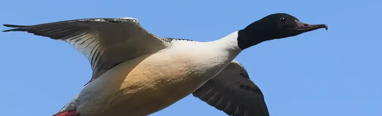 En Stor Skallesluger ses i flugt. Spidsen af dens næb har en karakteristisk form.
