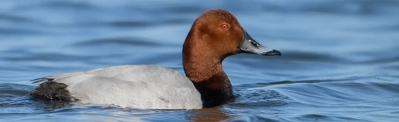 En Taffeland på vandet. Læg mærke til det brune hoved og det røde øje.