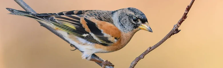Kvækerfinke. Har orange detaljer i fjerdragten. Hvid overside, som er tydeligt synlig i flugten.