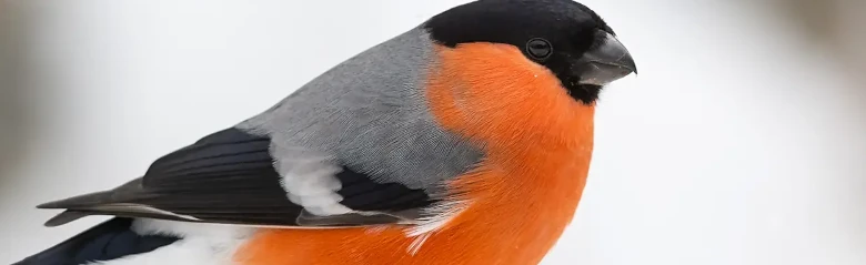 Dompap. Vinterbillede. Orangerød underside i stærk kontrast til fuglens grå overside og sorte kalot.