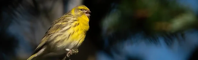 Gulirisk. Synger i et træ. Kort og kompakt næb. Kraftige længdestriber på ryg og flanker. Citrongul pande og bryst.