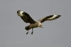Storkjove